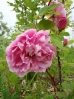 23-alaskan-wild-rose