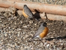 02-vogels-schuilen-tegen-de-wind