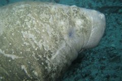 Van de Manatees naar de Key\'s