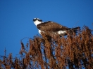 05-de-bald-eagle-loert-naar-een-prooi-800x600