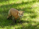 20-een-red-fox-in-homosassa-park-800x600