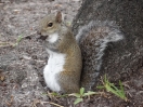 50-altijd-leuk-zon-squirrel-800x600