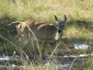 58-het-key-deer-op-key-deer-island-800x600