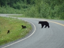 15-opnieuw-moeder-met-cubs