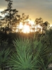 12-zonsondergang-in-the-everglades