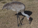 19-een-kraanvogel-op-zoek-naar-eten