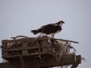 30-een-osprey-op-nest