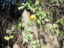 32-citrus-vruchten-tussen-het-spanish-mos