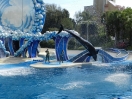 34-dolfijnen-show-in-seaworld-orlando