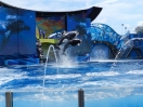 36-de-killer-whales-in-aktie-in-seaworld