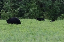08-black-bear-met-cubs