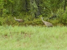 09-sandhill-cranes