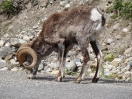 14-stone-sheep-op-de-weg