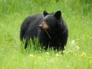 15-opnieuw-een-black-bear