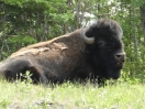 16-wood-buffalo