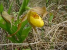 24-virgin-shoe-orchid