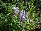 36-silky-lupine