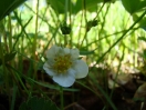 37-common-snowberry-bloesem