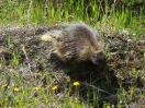 38-de-common-porcupine