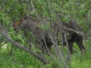 10-moeder-moose
