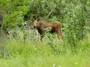 12-lichter-moose-kalfje