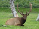 32-elk