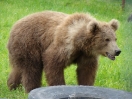 43-jonge-kodiak-beer-vrouwtje