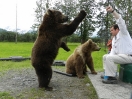 47-opleiding-voor-kodiak-beren