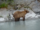 12-alweer-een-jonge-grizzly