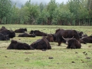 23-ook-hier-tibetan-yaks