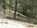 34-de-eerste-black-bear