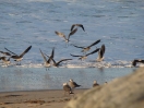 03-ventura-beach-vogels