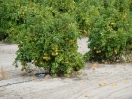 23-grapefruit-plantage-in-de-woestijn