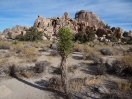 30-jonge-joshua-tree