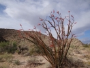 38-de-ocotillo-boom