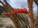 39-bloei-van-de-ocotillo