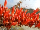 41-close-up-ocotillo-bloei