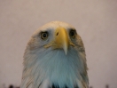 28-bold-eagle