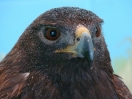 01-april-21-golden-eagle-wabasha