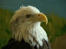 02-april-21-bald-eagle-wabasha