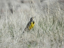 04-april-24-eastern-yellow-wagtail-badlands-np