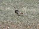 05-april-28-ruffed-grouse-custer-state-park