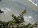 09-mei-15-gray-jay-banff-gondola-top