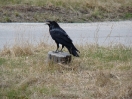 10-mei-21-common-raven-banff