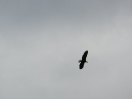 11-mei-25-bald-eagle-in-vlucht-lake-louise