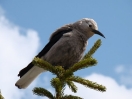 12-mei-29-gray-jay-lake-louise