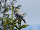 13-mei-29-gray-jay-lake-louise