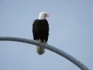 16-juni-14-bald-eagle-alcan-highway