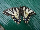 18-juni-18-swallowtail-in-opbouw-dawson-city