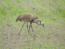 21-juni-23-sandhill-cranes-fairbanks